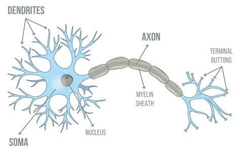 Neurons .
